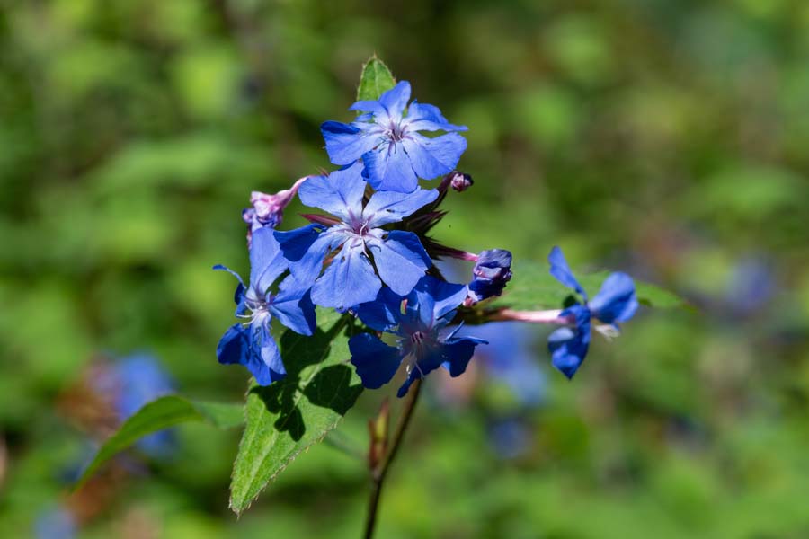 зъбна трева. синьо цвете